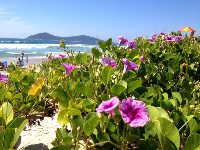 Você está visualizando atualmente Batata-da-praia ou Pé-de-cabra