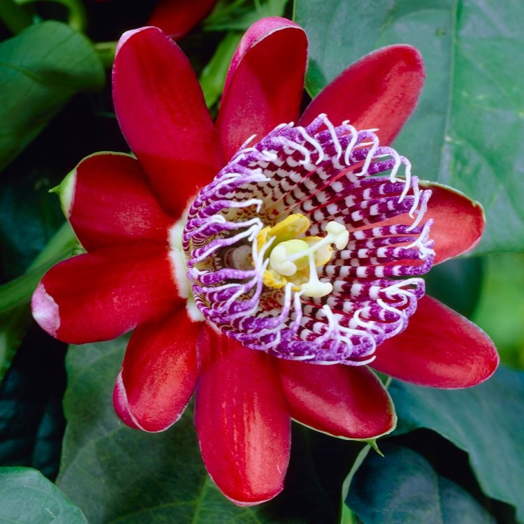 Você está visualizando atualmente Maracujá ou Flor da Paixão