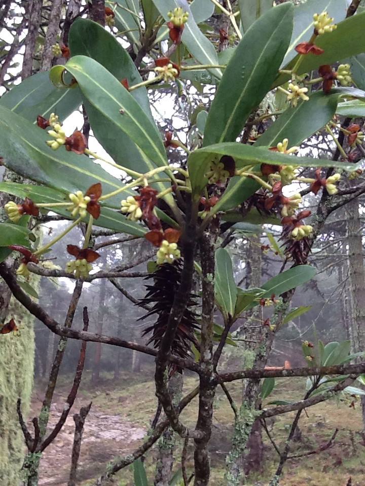 Você está visualizando atualmente Casca-de-anta, Cataia, Pau-picante, Pau-pra-tudo