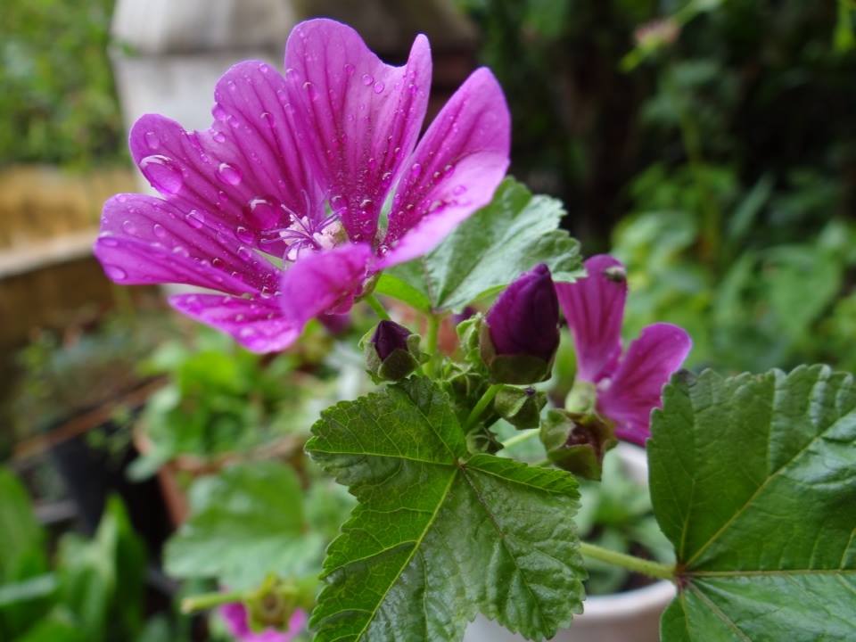 Você está visualizando atualmente Malva, Malva-das-boticas, Malva-maior