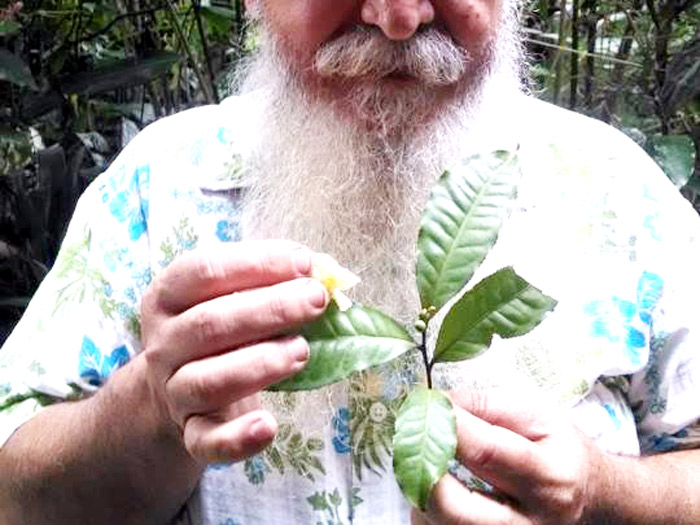 Você está visualizando atualmente Chá-verde