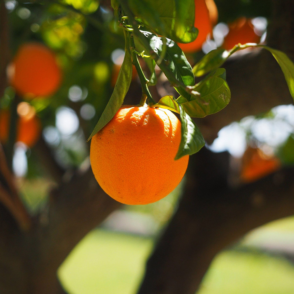 Você está visualizando atualmente Laranja amarga ou laranja de sevilha