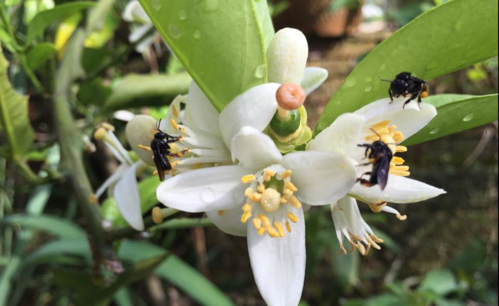 Você está visualizando atualmente Flor da Laranja Amarga