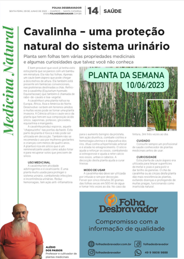 Você está visualizando atualmente Cavalinha – uma proteção natural contra o sistema urinário