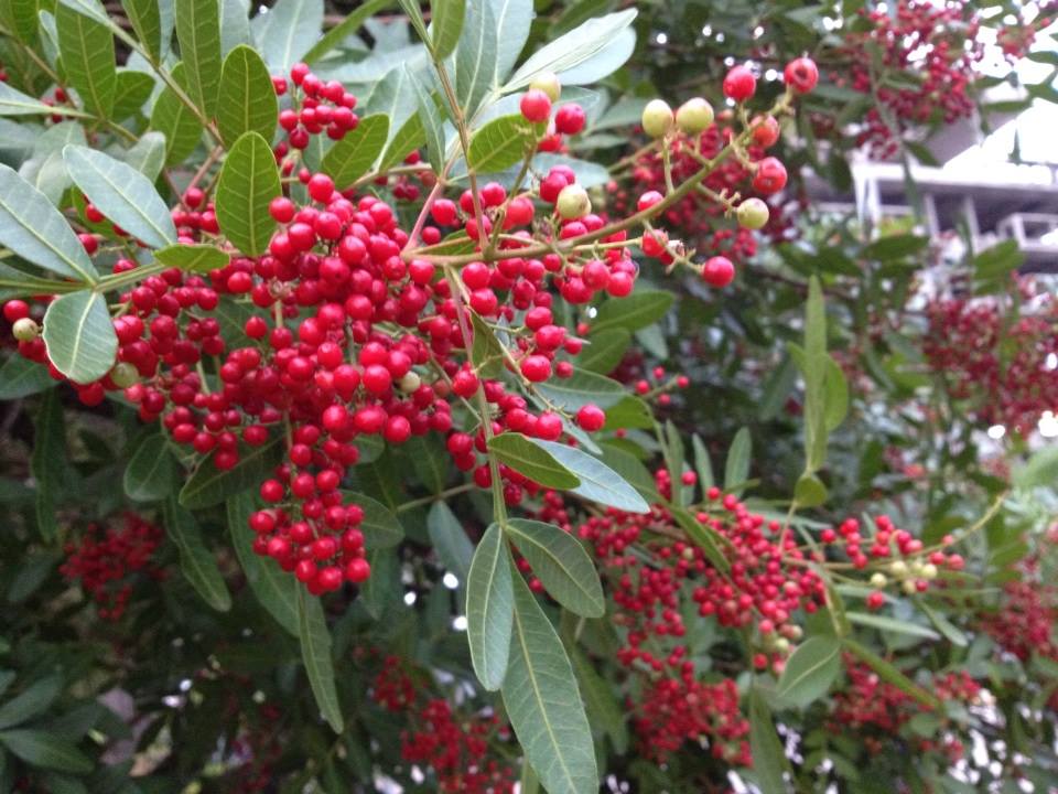 Você está visualizando atualmente Aroeira, Pimenta Rosa ou Fruto do Sabiá