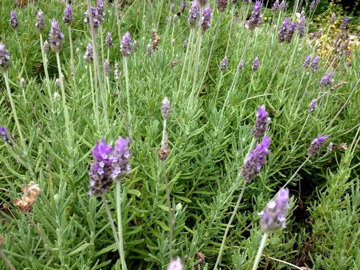 Você está visualizando atualmente Lavanda ou Alfazema