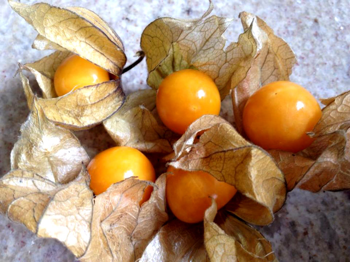 Você está visualizando atualmente Physalis ou Maçã-do-amor