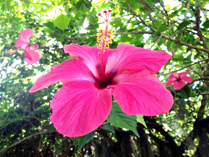 Você está visualizando atualmente Hibisco