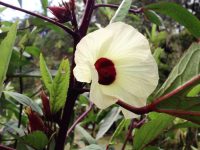 Hibisco, Groselha ou Rosélia