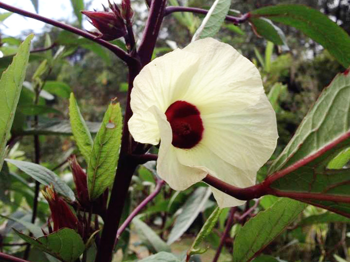 Você está visualizando atualmente Hibisco, Groselha ou Rosélia