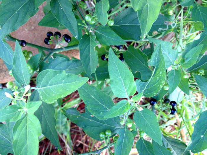 Maria-pretinha  Solanum americanum – Entre Plantas