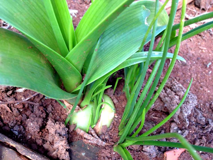 Você está visualizando atualmente Cebola-do-mar ou Cila