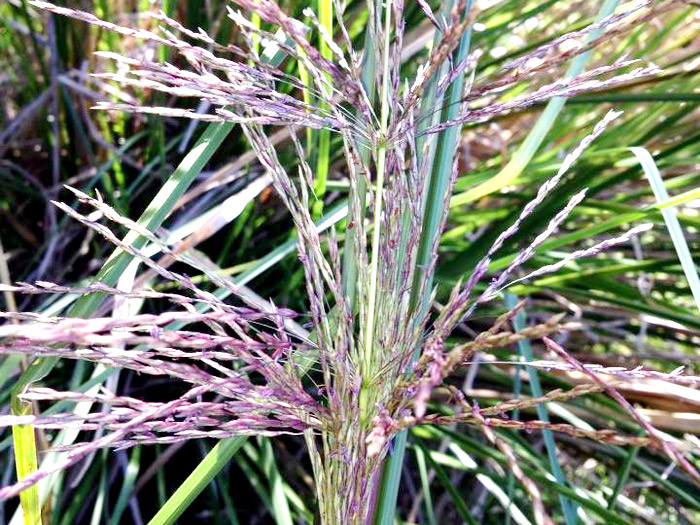 Você está visualizando atualmente Vetiver ou Grama-das-índias