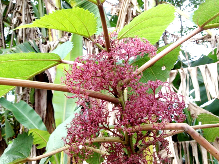 Urtiga Brava ou Urtig o Farm cia da Natureza