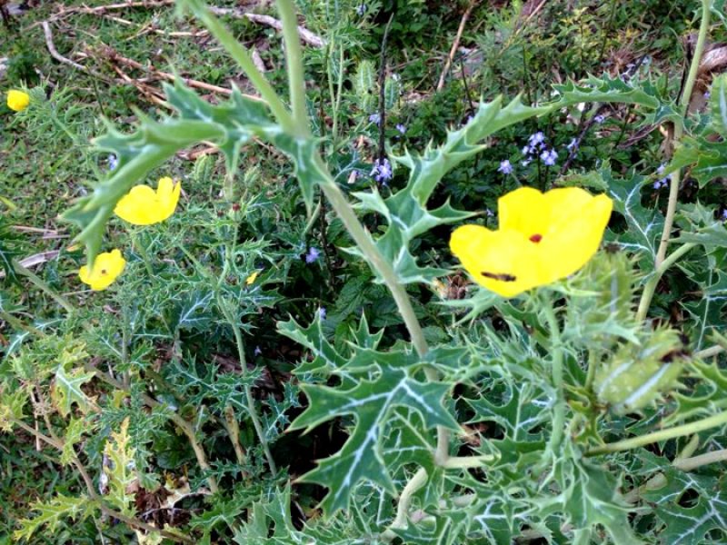 Cardo-Santo, Cardo-Amarelo, Cardo-de-Santa-Maria – Farmácia da Natureza