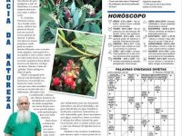 Erva de baleeira jornal novoeste