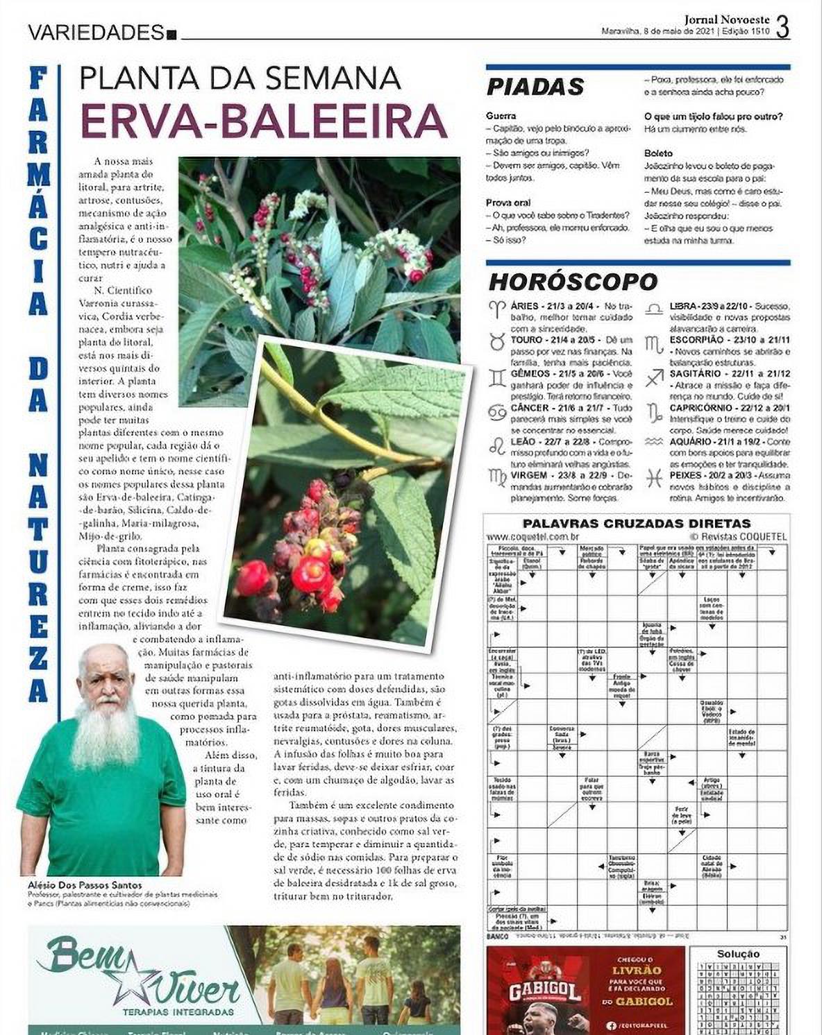 Você está visualizando atualmente Erva de baleeira jornal novoeste