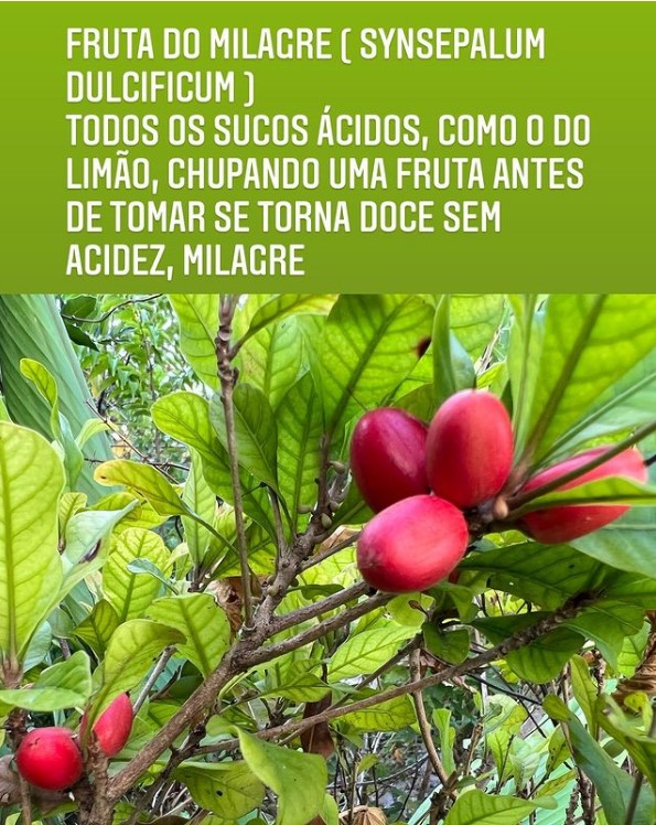 Você está visualizando atualmente Fruta do milagre