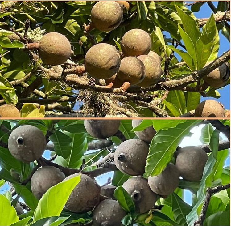 Você está visualizando atualmente Ginipapo