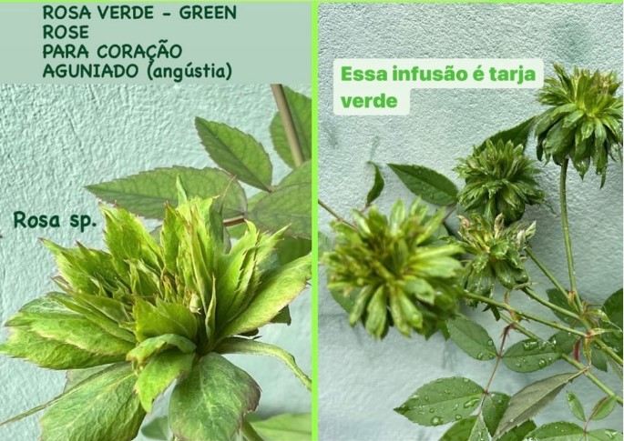 Você está visualizando atualmente Rosa verde