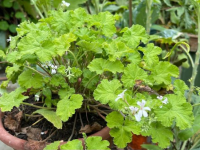 Malva de cheiro